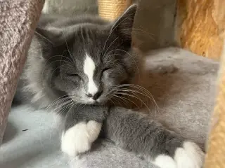 Maine coon/norsk skovkat-hellig Birma 🩵