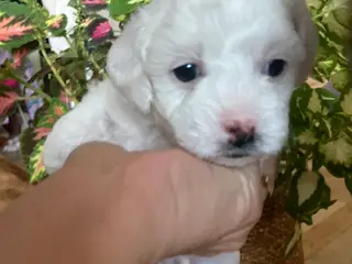 Sødeste hvalpe totter søger nyt hjem🐾😍 - 4