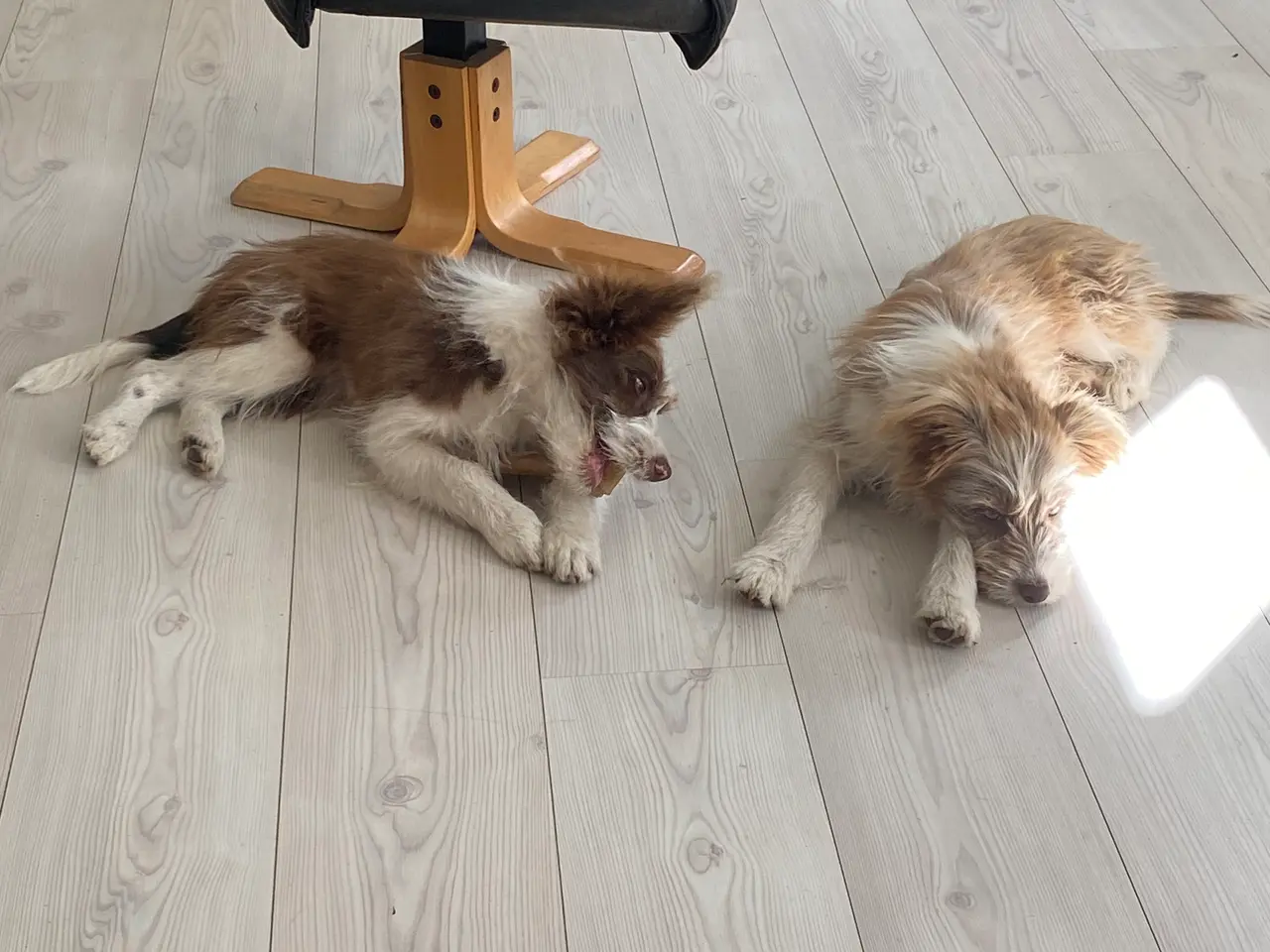 Billede 4 - Chinese crested Powder puff / Border collie