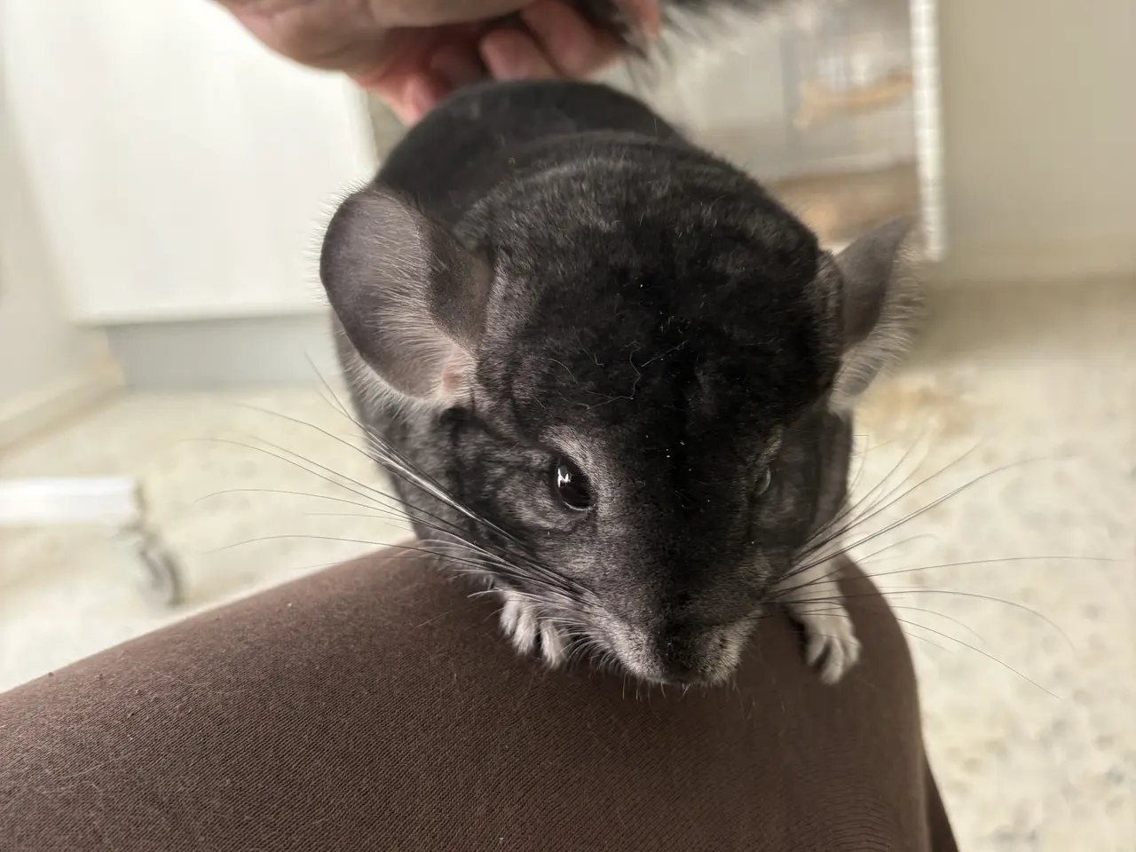 Billede 2 - HUN Pure grey chinchilla