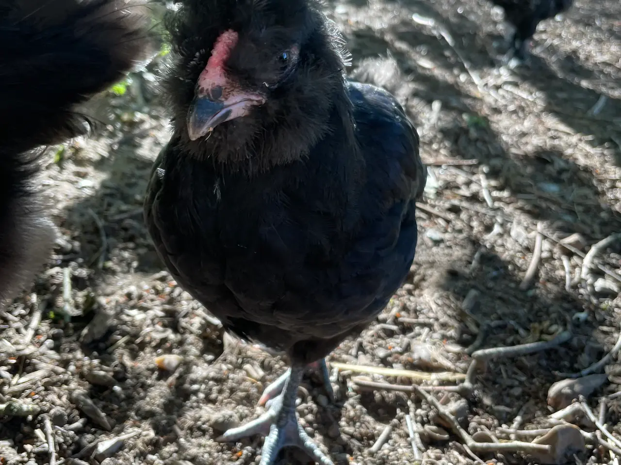Billede 3 - Engelsk Araucana kyllinger
