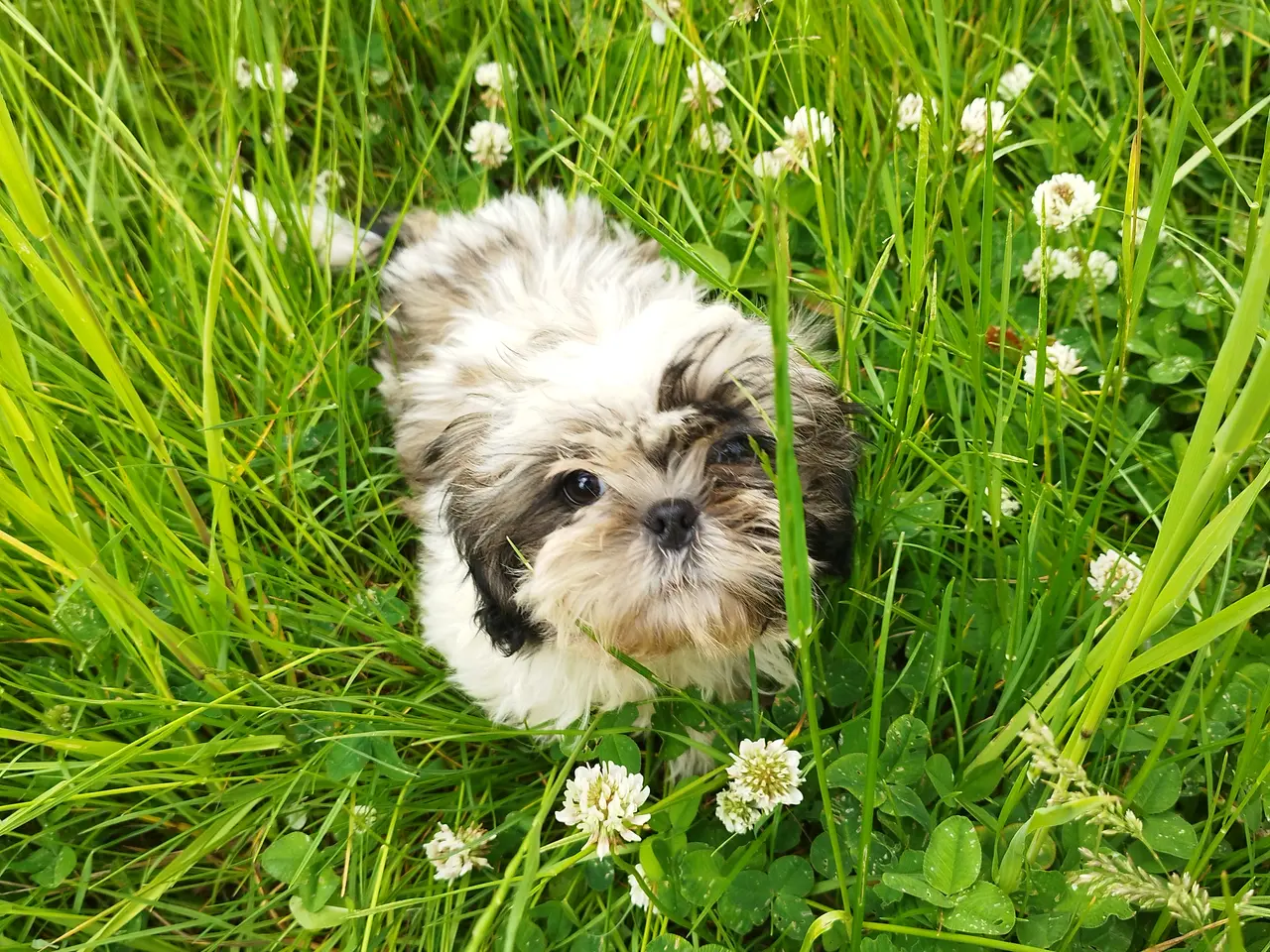 Billede 1 - Shih Tzu hvalpe