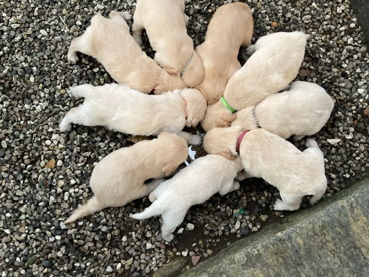 Billede 3 - Hvalpe, Golden retrievere