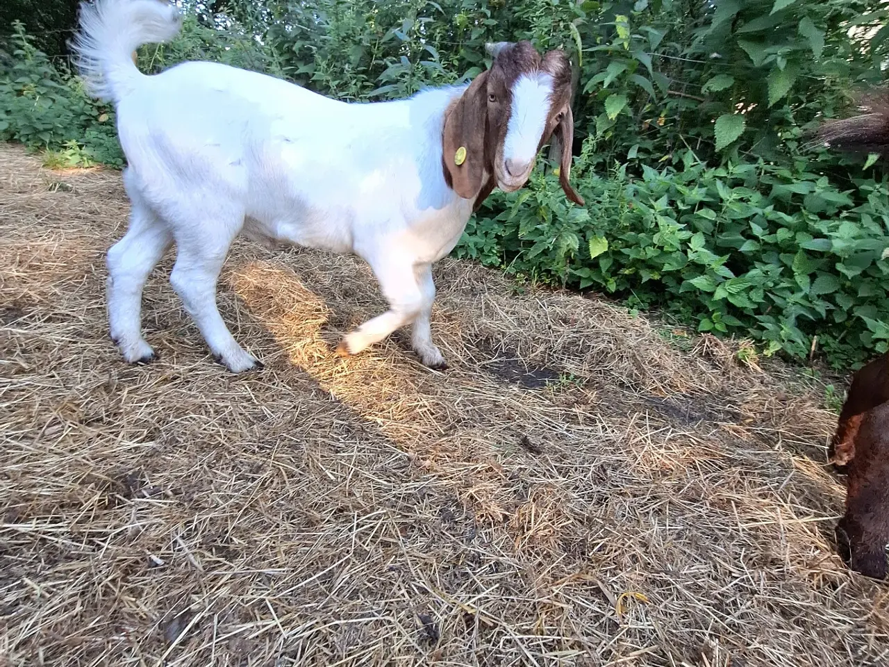 Billede 6 - Boerbukkekid sælges