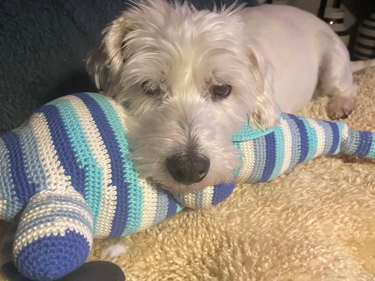 Billede 5 - Kastereret White Terrier og bomuldshund blanding