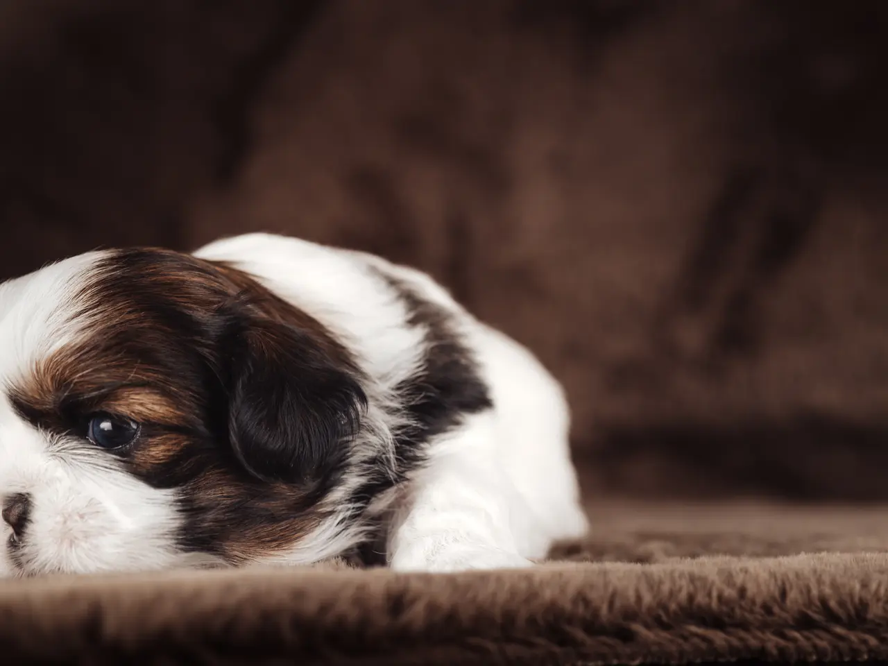 Billede 11 - Shih Tzu hundehvalpe søger nyt hjem (Tæver)