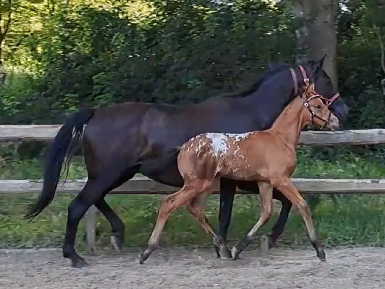 Billede 4 - Smuk knabstrupper hingsteplag