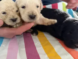Smukke Golden Doodle hvalpe