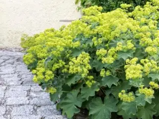 Lodden løvefod