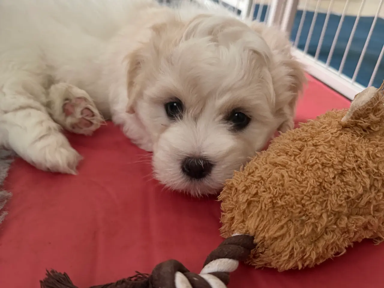 Billede 1 - Stueopdræt_Coton de tulear hvalpe - DKK stamtavle