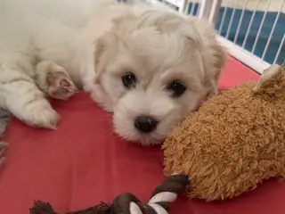 Stueopdræt_Coton de tulear hvalpe - DKK stamtavle