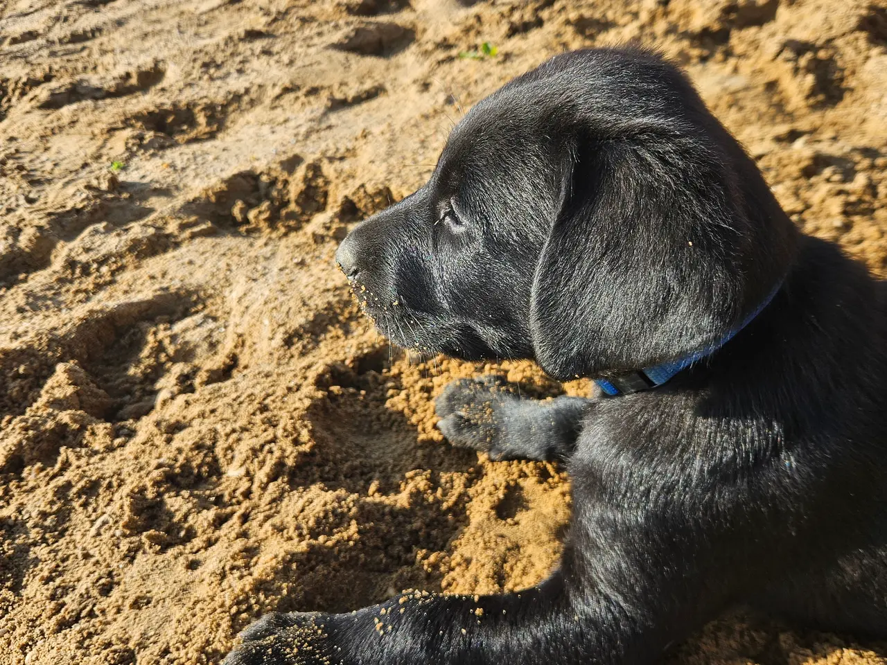 Billede 2 - F1 Labrador hvalpe