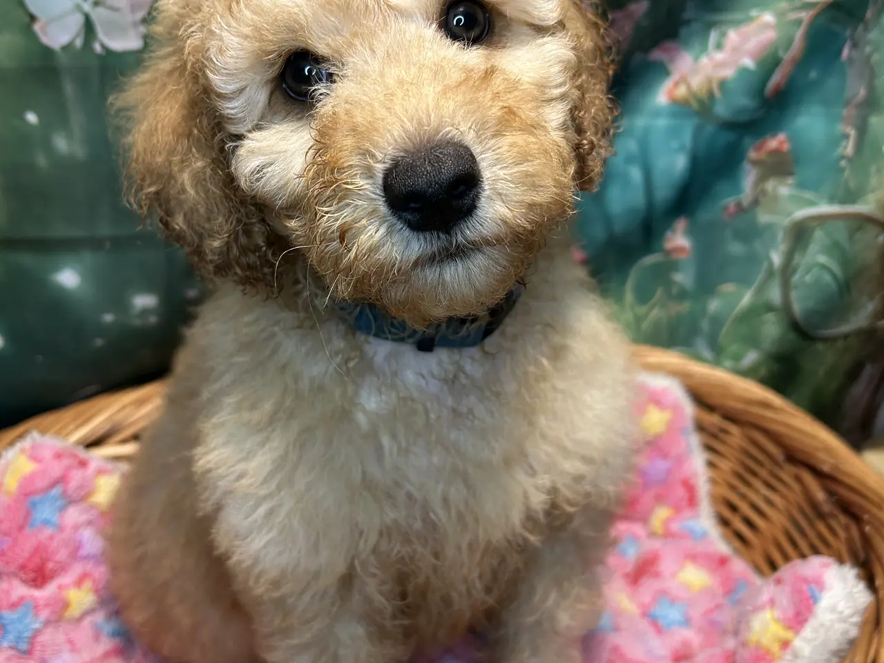 Billede 10 - Smukke mini Labradoodle ❤️🐾