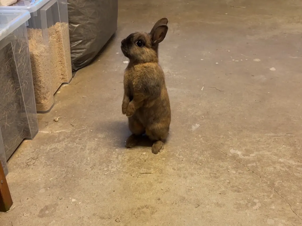 Billede 4 - To søde kaniner søger nyt og kærligt hjem 🐰