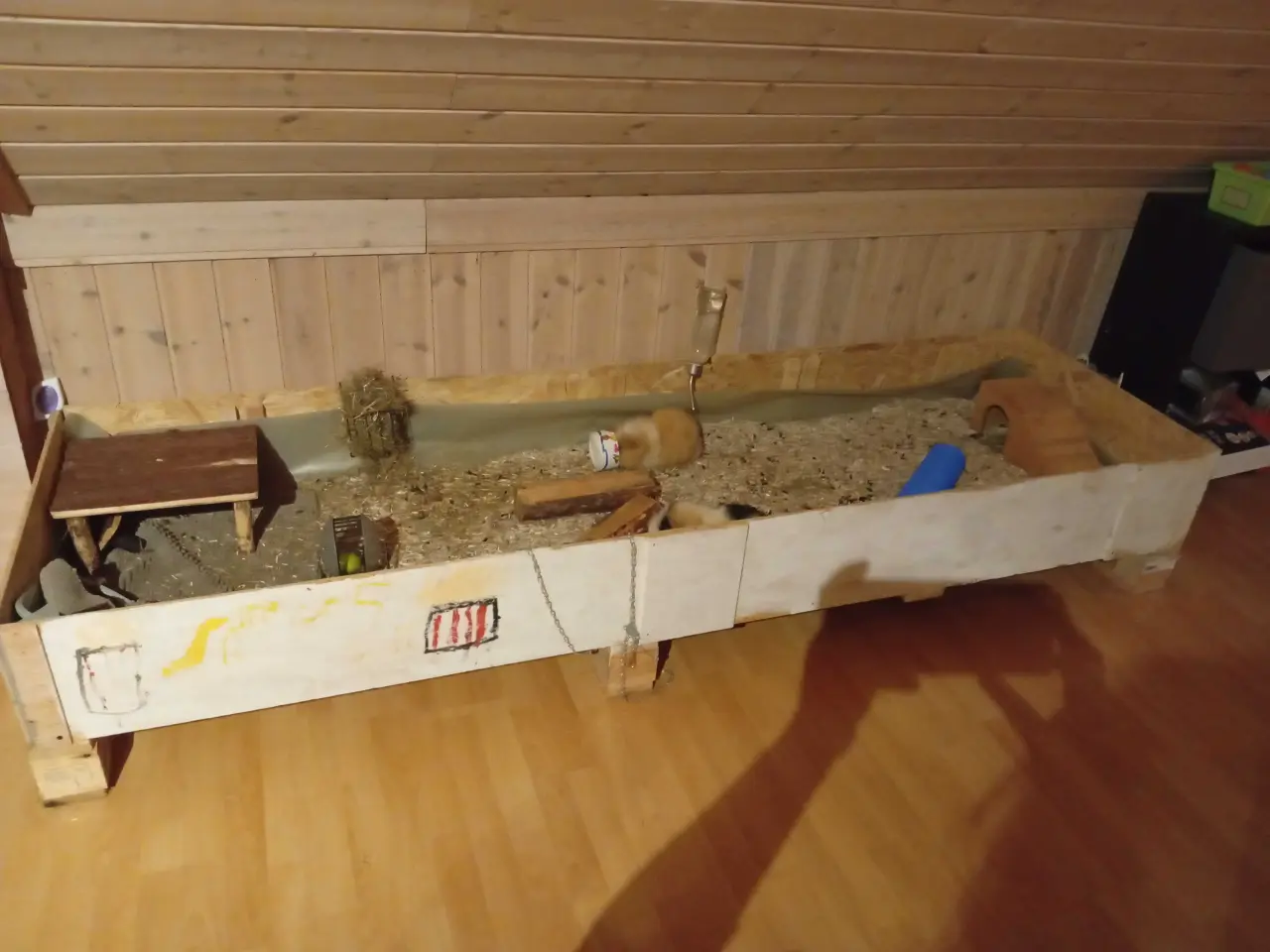 Billede 2 - To søde han marsvin med bur og tilbehør