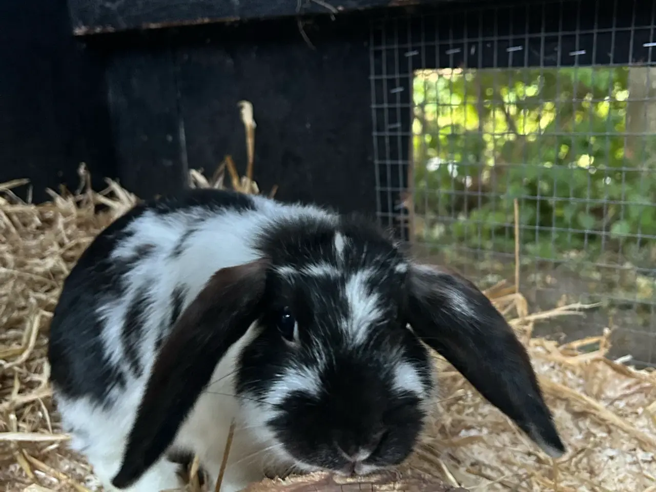 Billede 3 - Askepot søger nyt hjem🐰