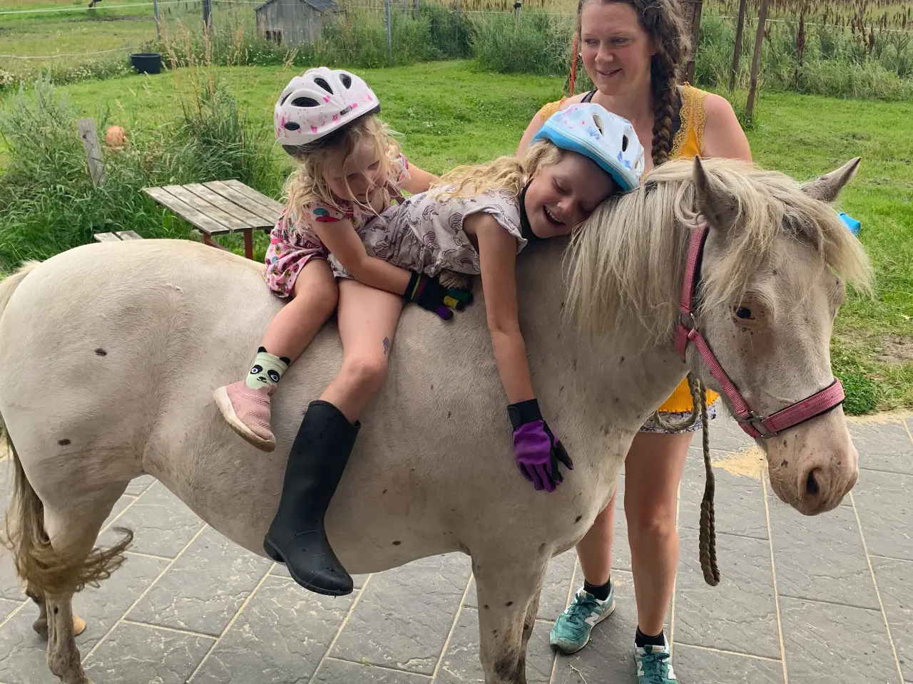 Billede 4 - Knabstrupperpony til ridning eller avl