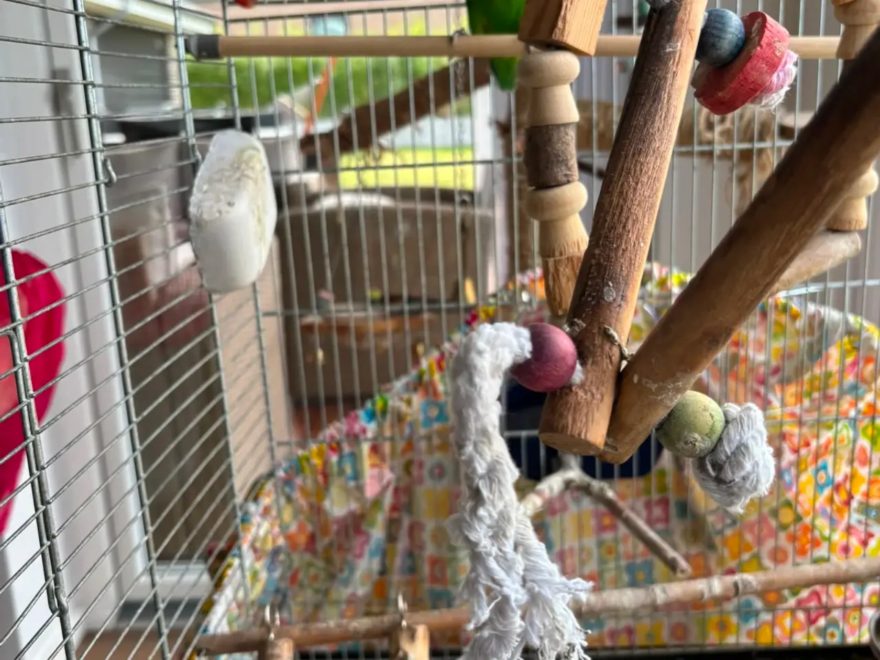 Billede 1 - 2 voksne dværgpapegøjer sælges med stort bur 🐦❤️