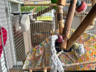 2 voksne dværgpapegøjer sælges med stort bur 🐦❤️