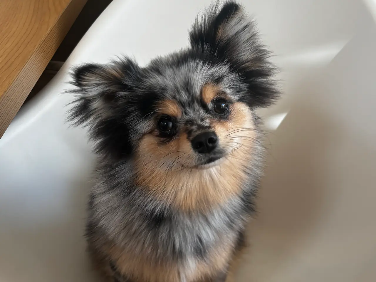 Billede 1 - Nemo søger det helt rigtige hjem (Pomchi)