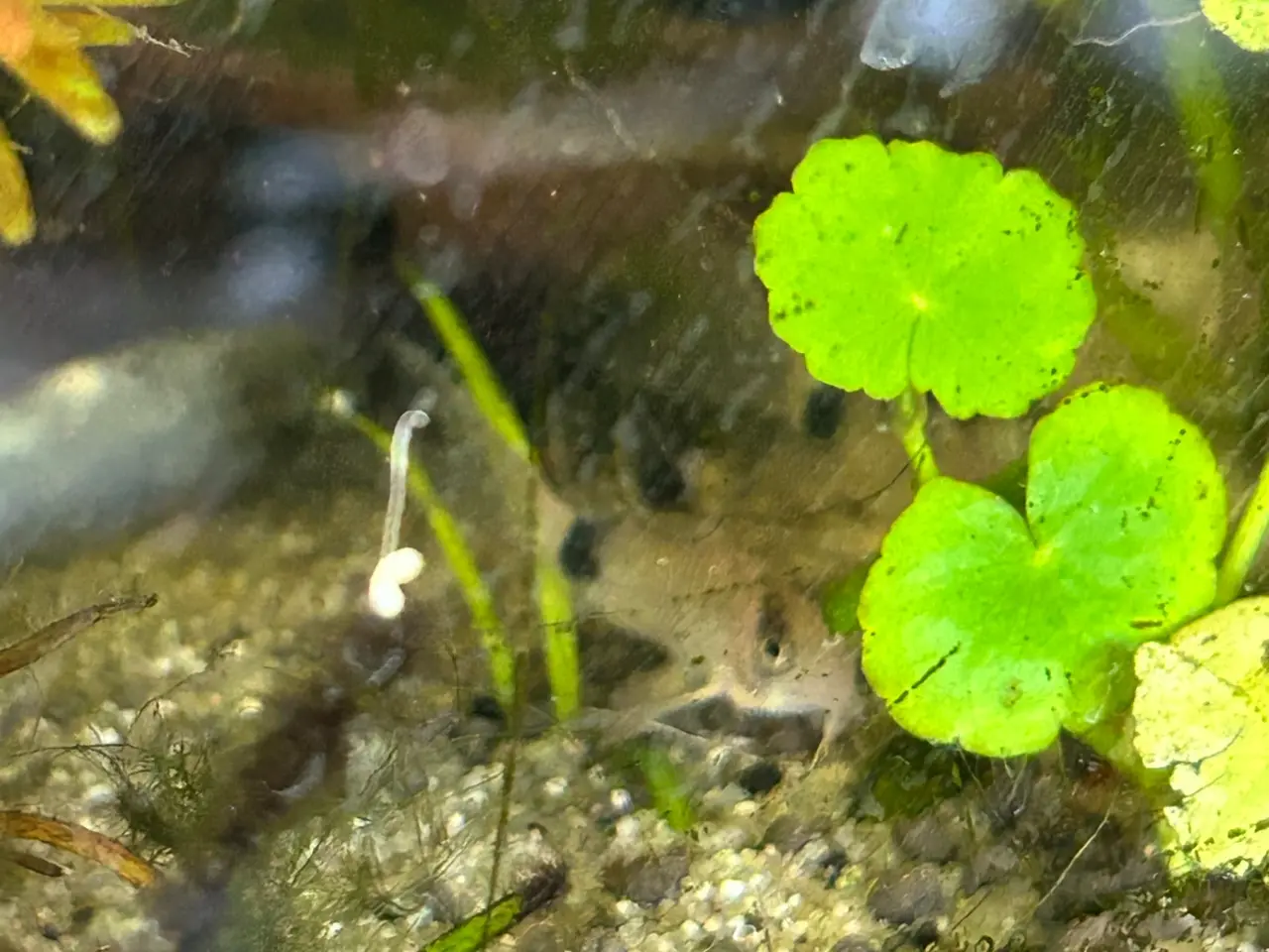 Billede 7 - 🐼🌟 Panda Longfin Pansermaller 3-4 cm | Premium |