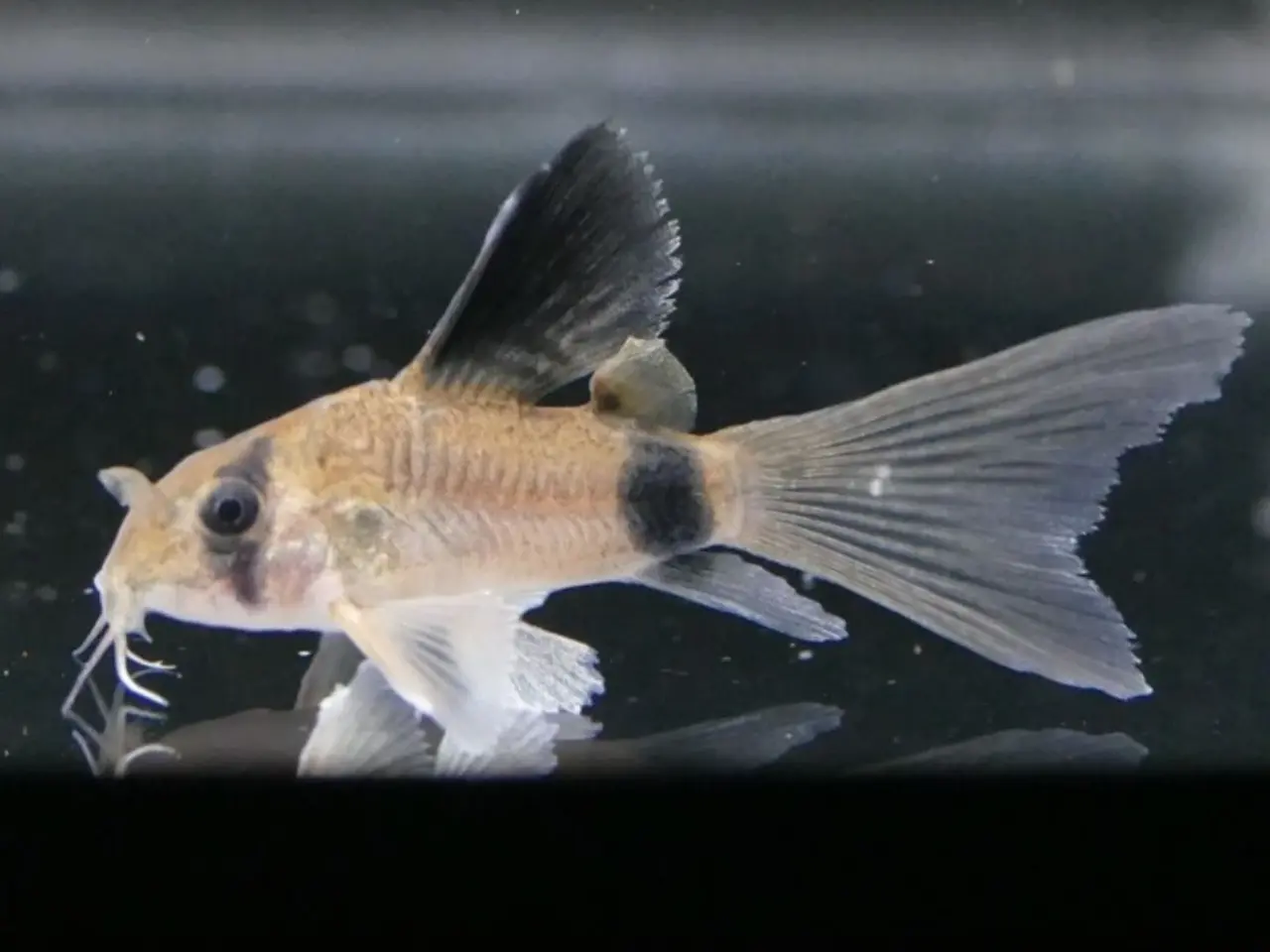 Billede 2 - Flotte longfin panda pansemaller 
