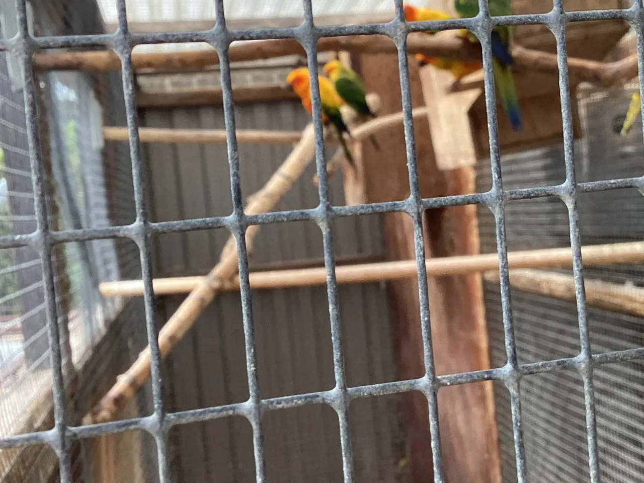 Billede 2 - Solparekitter 3 måneder