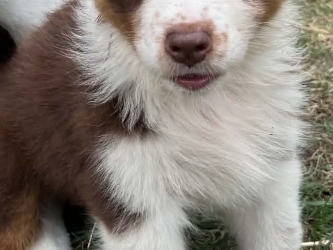 Billede 2 - Ægte Australian Shepherd hvalp 