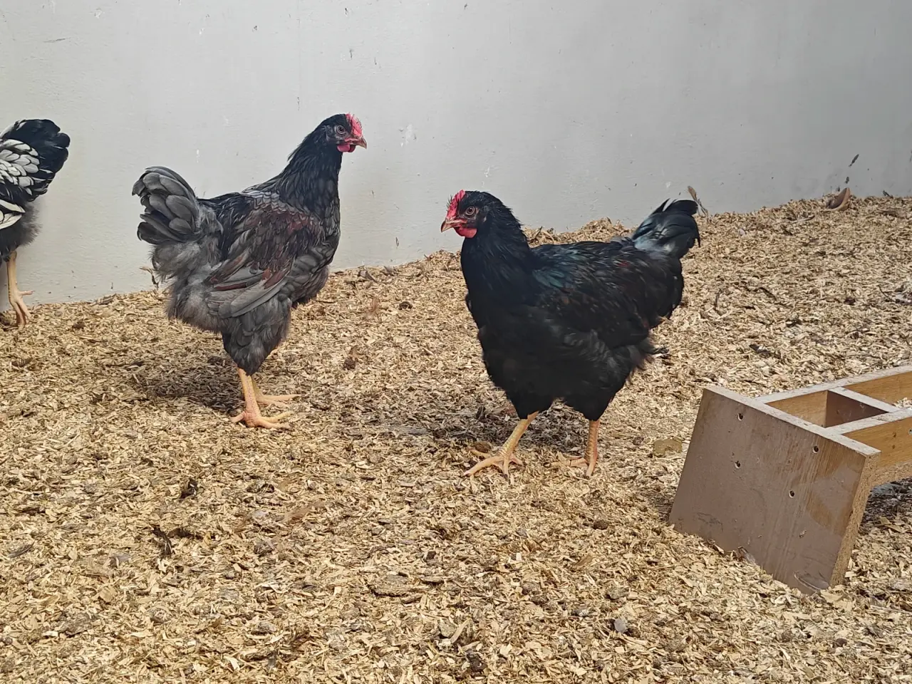 Billede 9 - Wyandotter og barnevelder