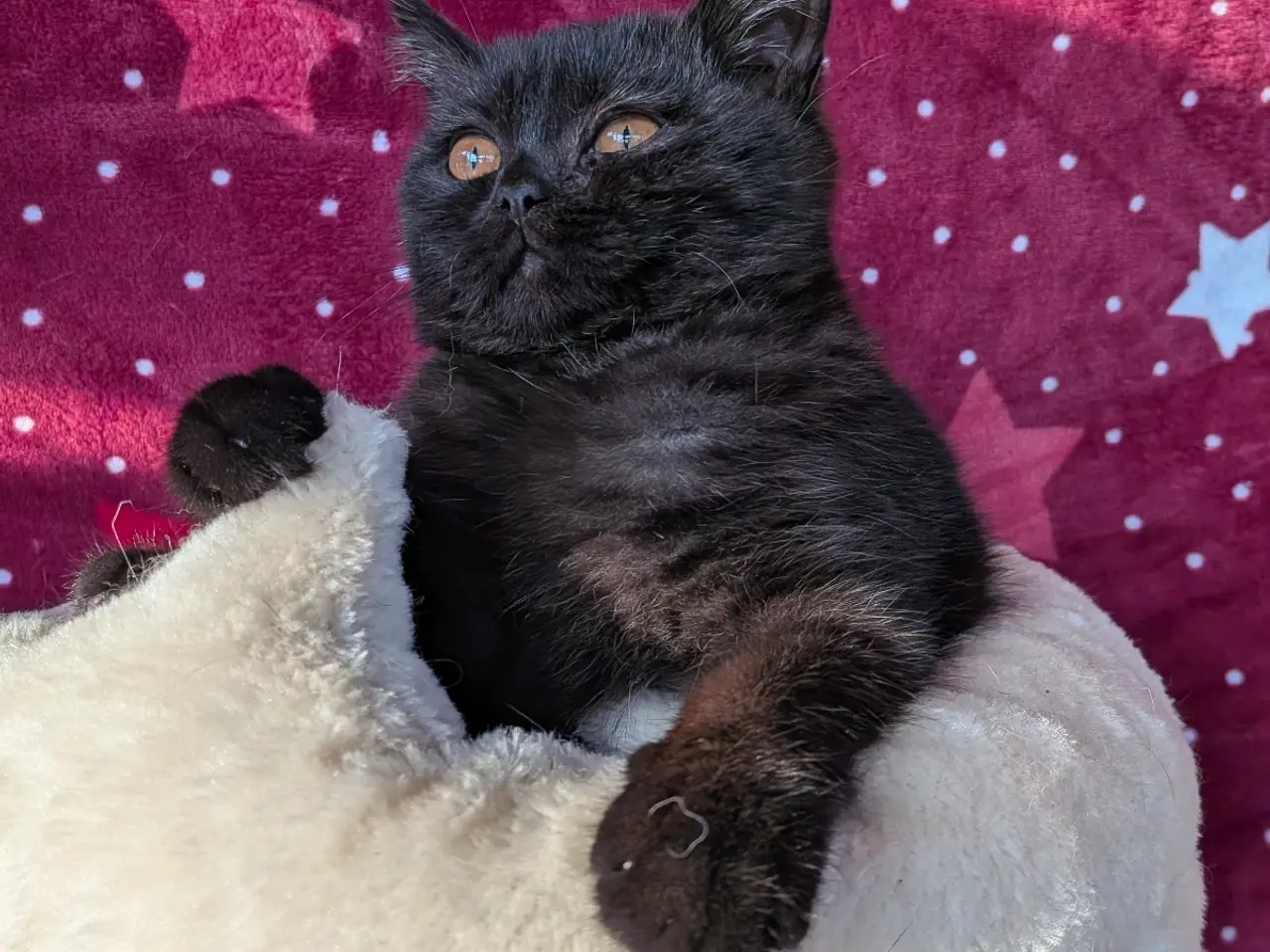 Billede 4 - British shorthair pige