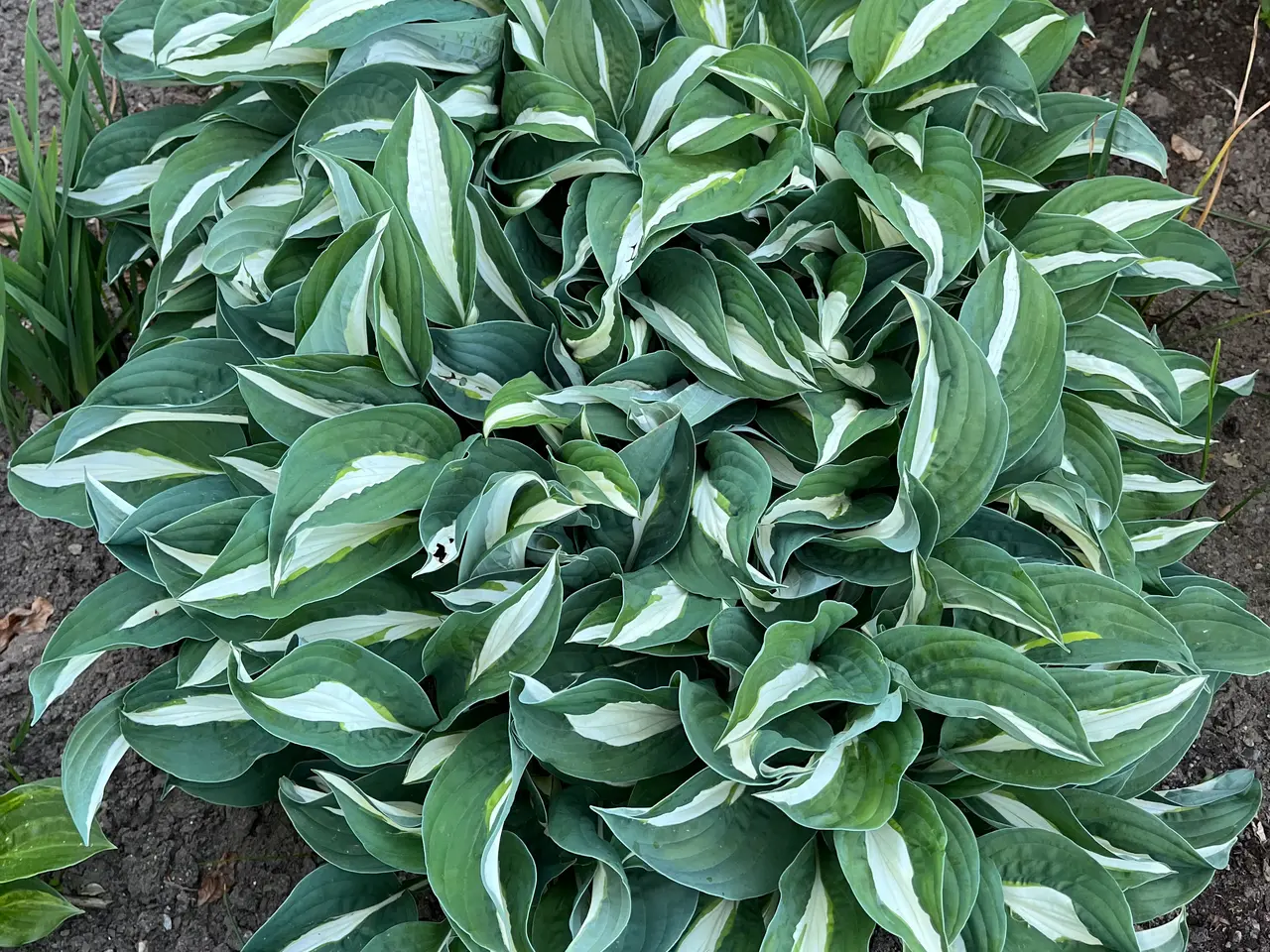 Billede 7 - Hosta sælges