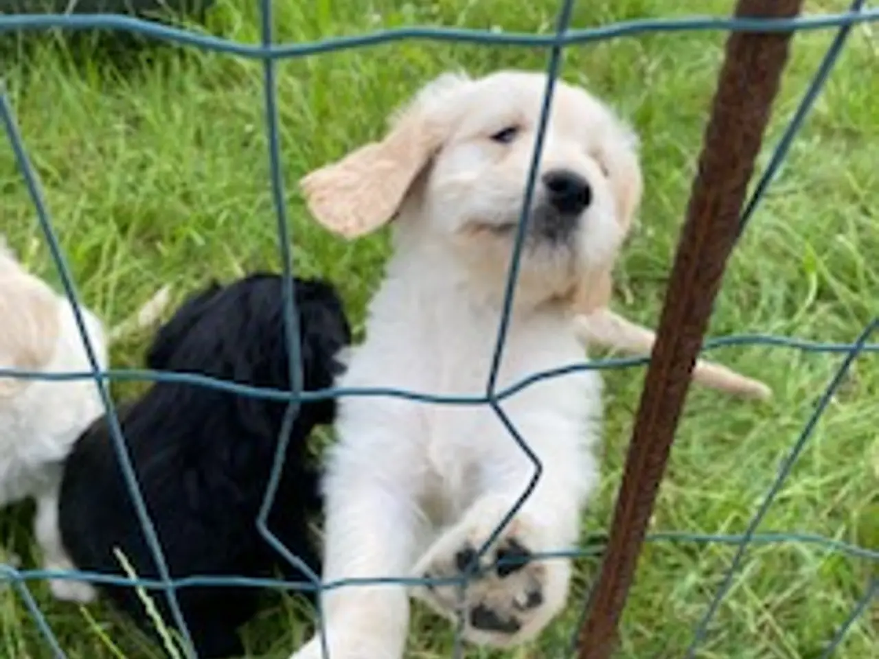 Billede 4 - Doodle retriever hvalpe