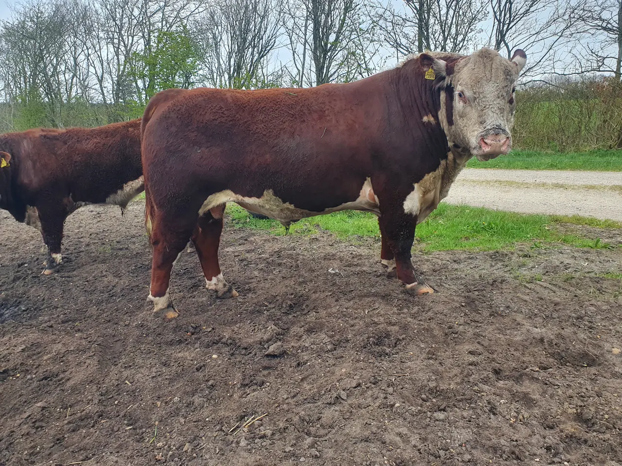 Billede 1 - Hereford tyr