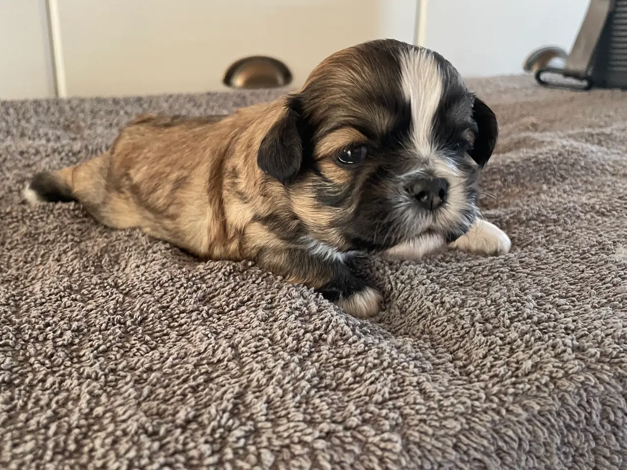 Billede 2 - Shih Tzu/ cavalier blanding 🌸