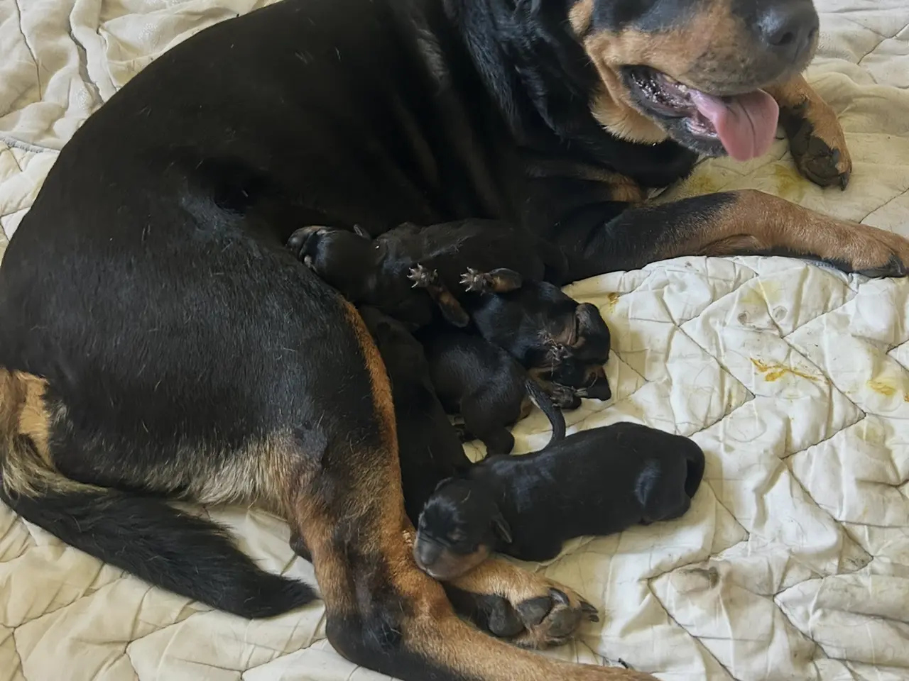 Billede 12 - Rottweiler hvalpe til salg