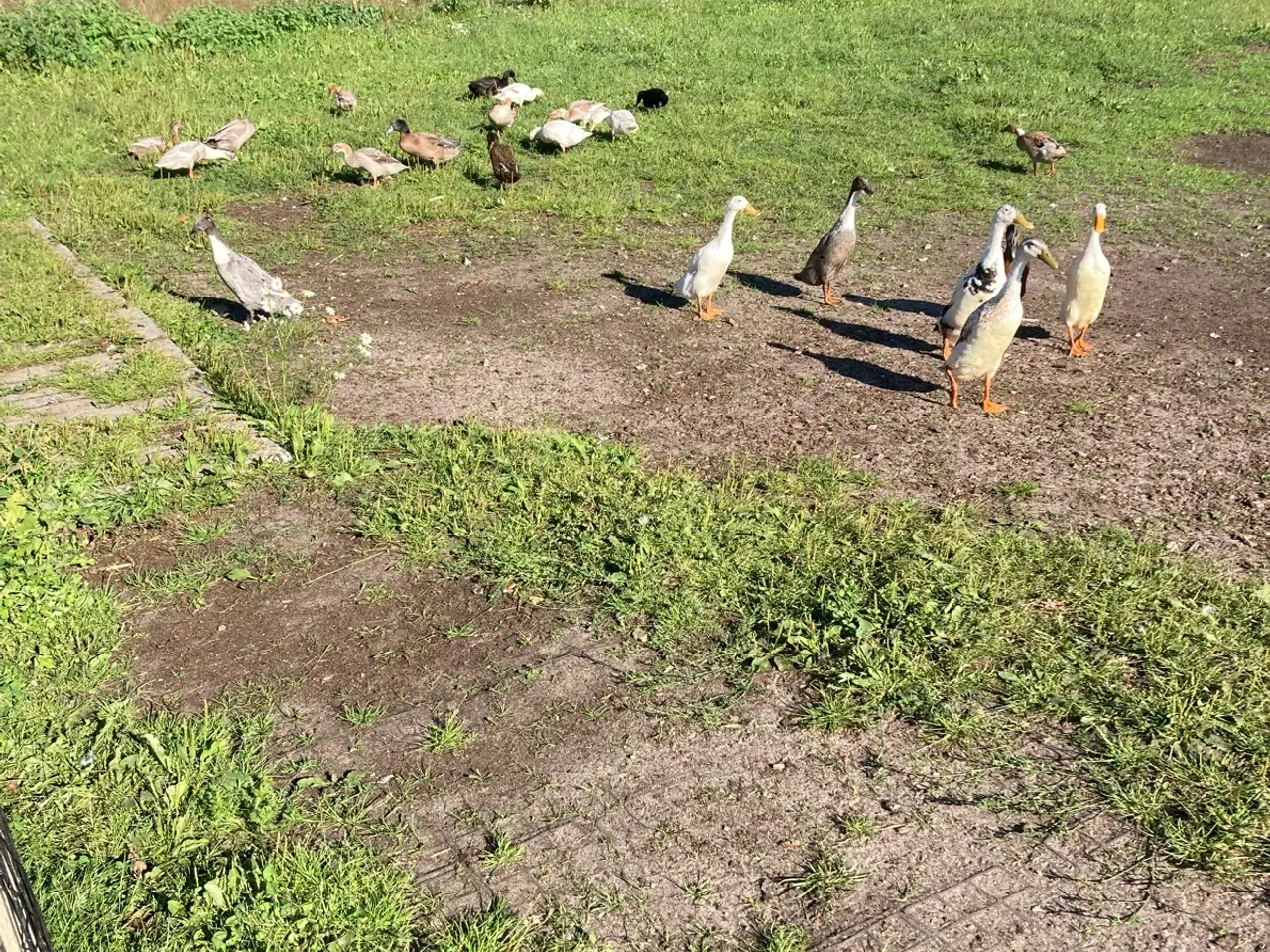 Billede 2 - Løbeænder sælges.