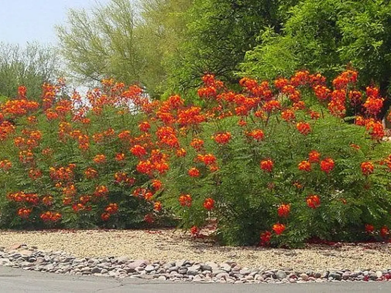 Billede 5 - 40 Påfugl frø (Caesalpinia Pulcherrima) inkl. lev.