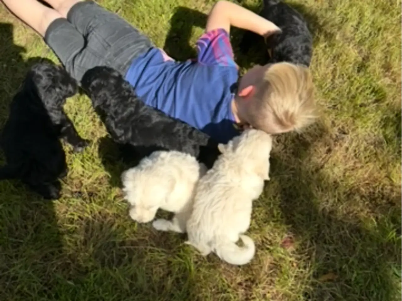 Billede 7 - Smukke Golden Doodle hvalpe