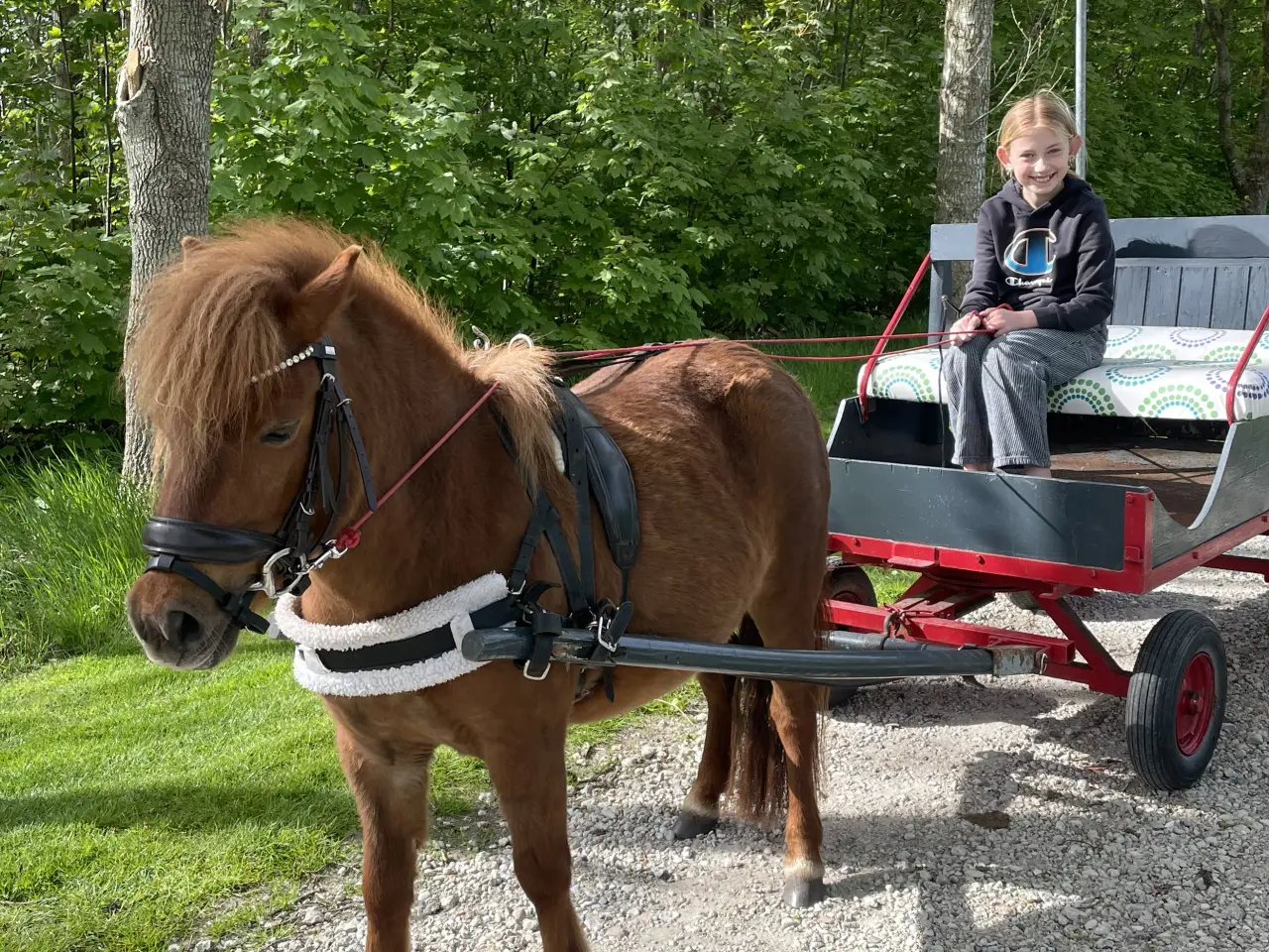 Billede 6 - Verdens bedste børnepony 
