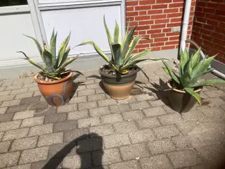 3 agaver i krukker