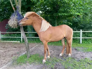 Smuk og tillidsfuld hoppe