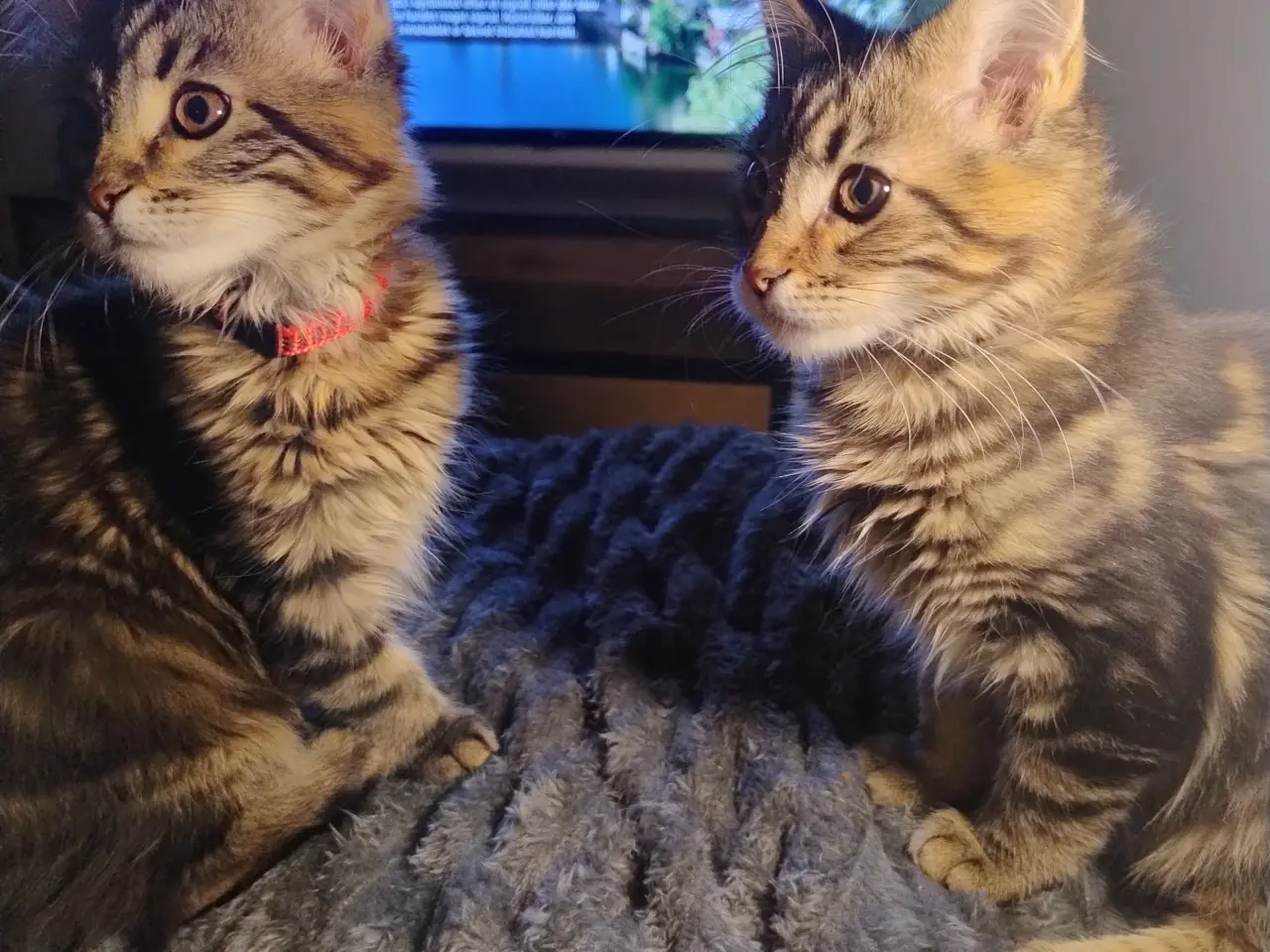 Billede 1 - Maine Coon killing pige uden stamtavle