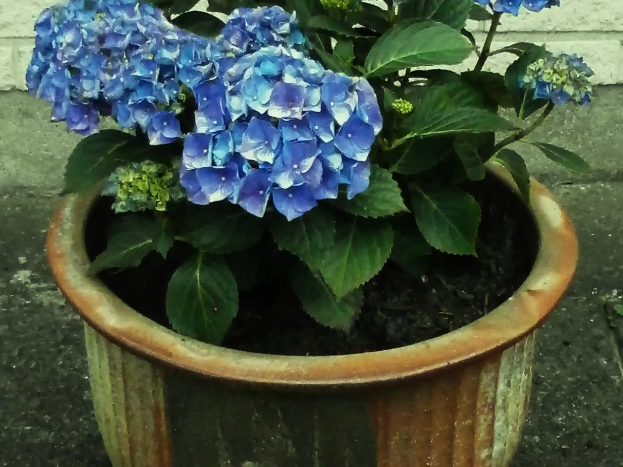Billede 1 - Ny, Stor Blå Hortensia med Stor, Ny Krukke
