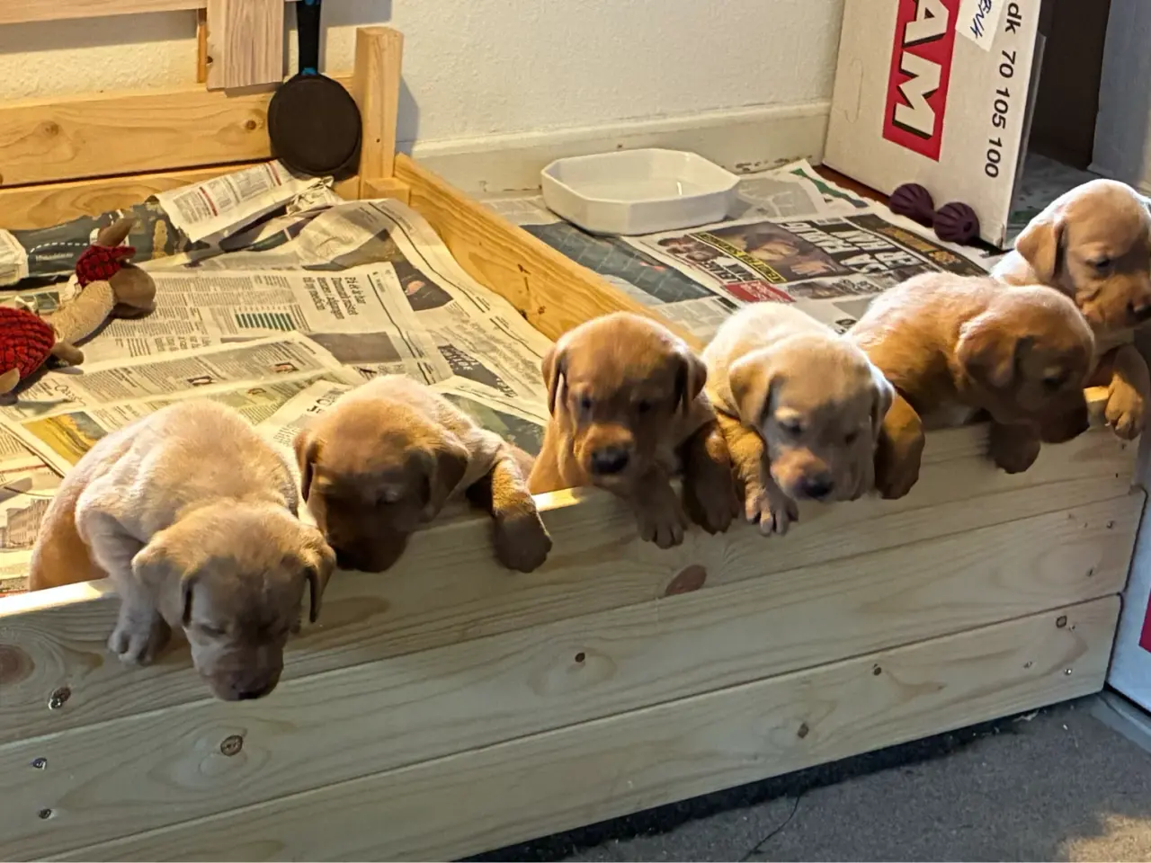 Billede 1 - Labrador F1 foxrøde hvalpe sælges