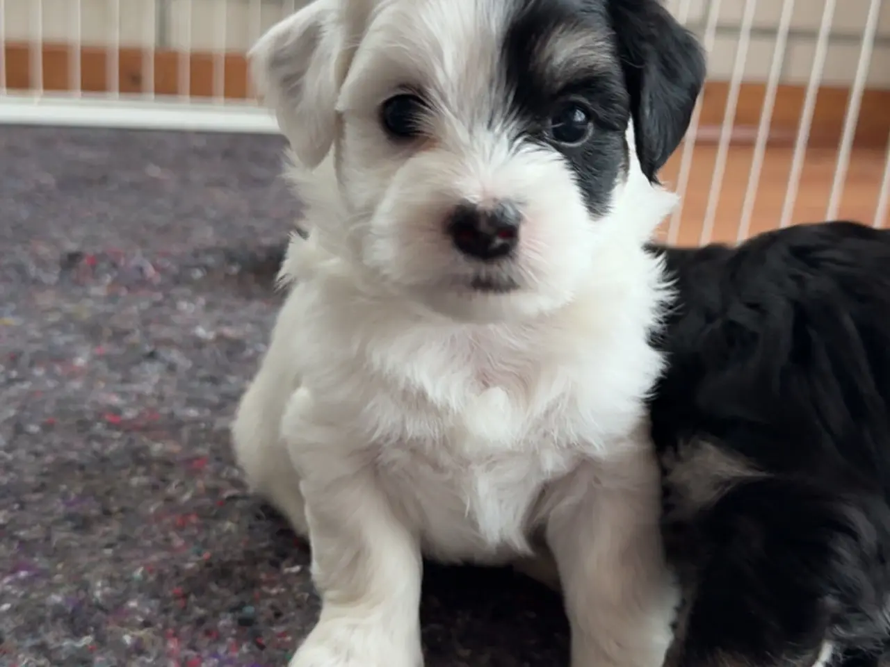 Billede 9 - Smukke bichon havanais hvalpe