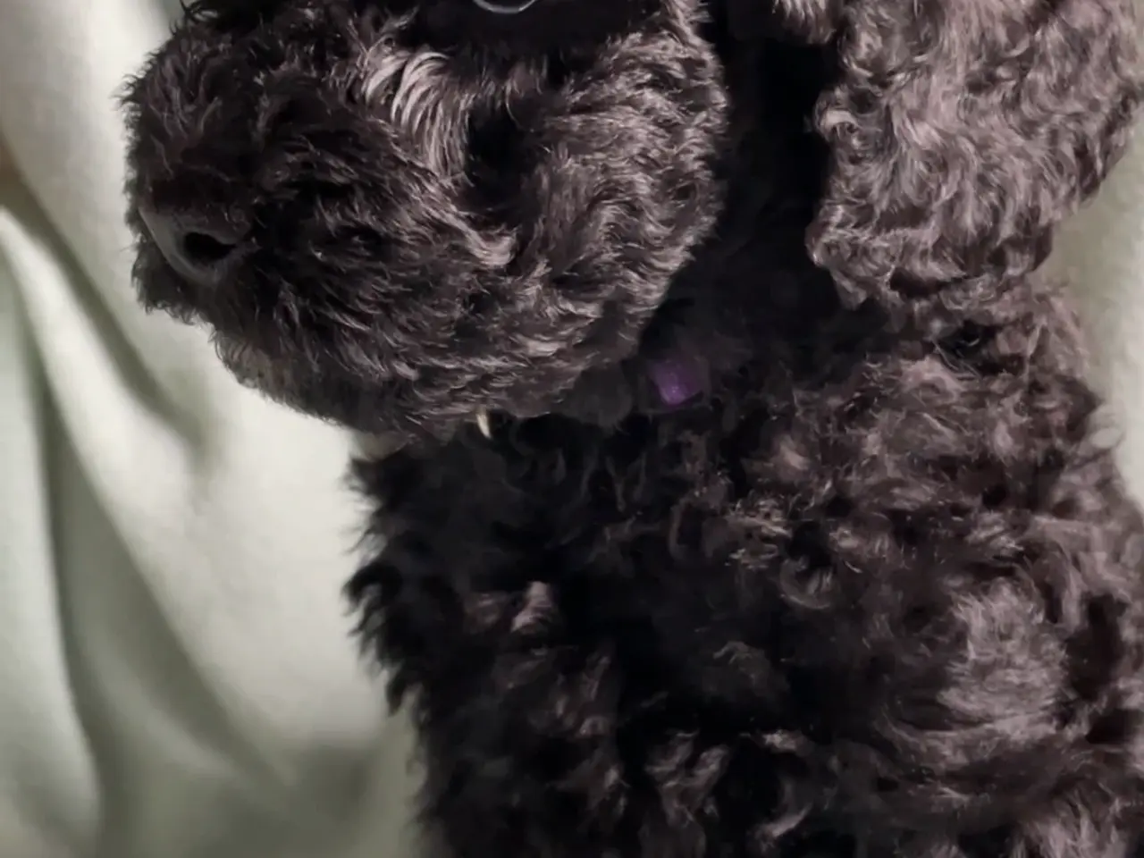 Billede 5 - Hundehvalpe Cavapoo /stor puddel