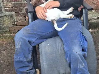 Engelsk Springer Spaniel hvalpe sælges - 4