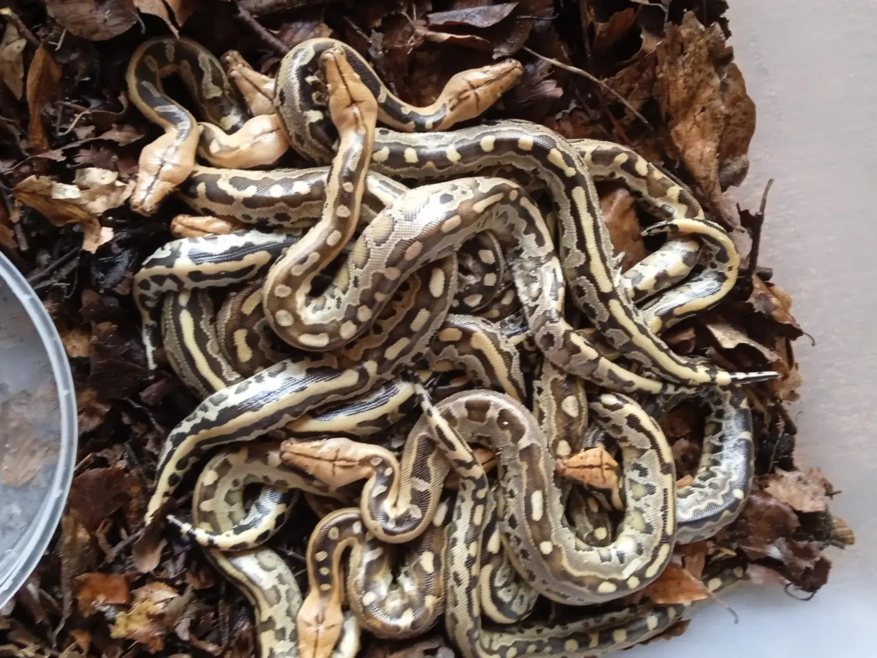 Billede 4 - Borneo pythoner,,,,,