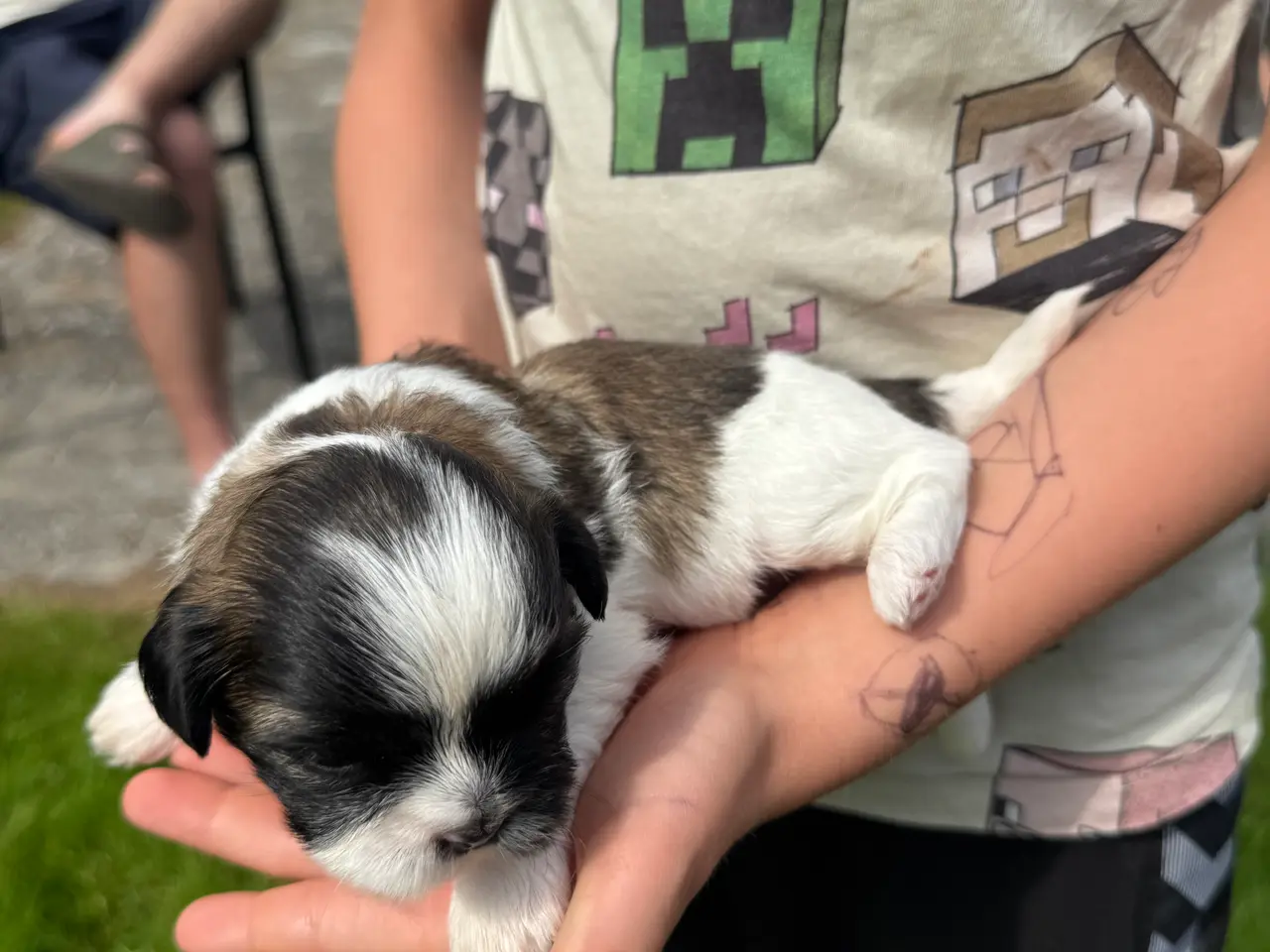 Billede 2 - Lækkere små Shih-Tzu hvalpe❤️