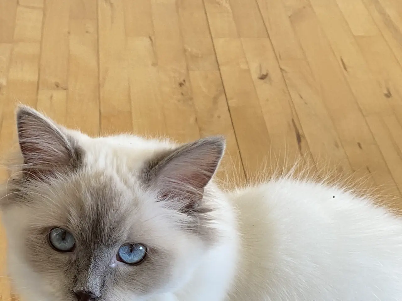 Billede 3 - Ragdoll pige